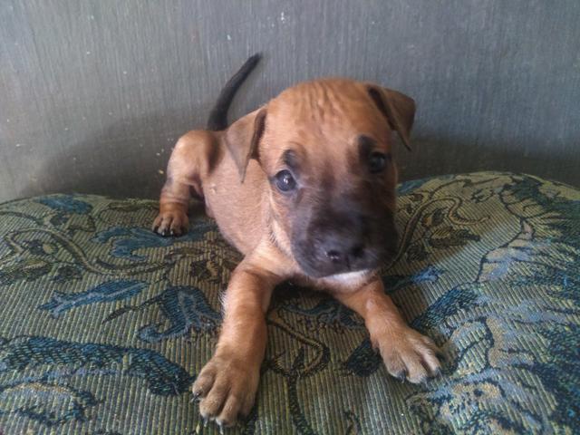 Vendo filhotes de Pitbull - Foto 3