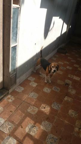 Femea - Foto 2