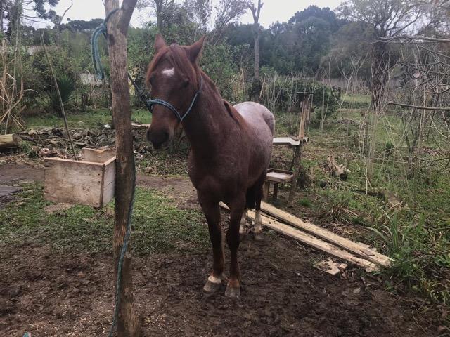 Vendo cavalo criolo - Foto 5