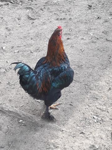 Galos - Foto 6
