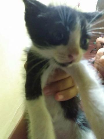 Doação gatos - Foto 3