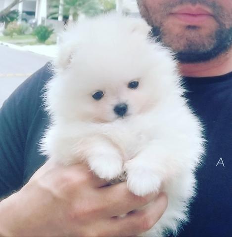 Spitz alemão/lulu pais anões pronta entrega