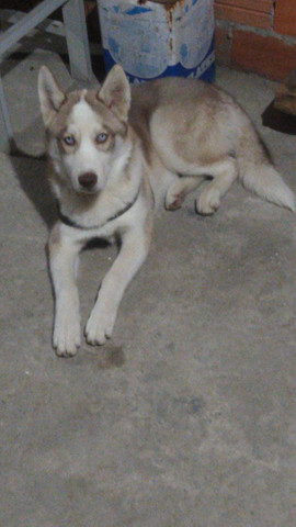 Husky siberiano