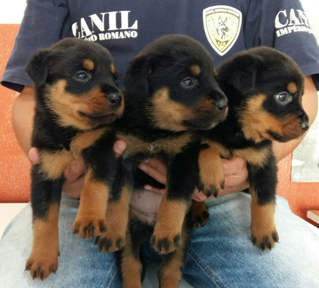 Lindos E Robustos Filhotes De Rottweiler Chame E Confira Canil Império - Foto 3