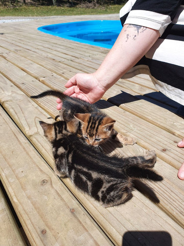 Filhotes de gato bengal