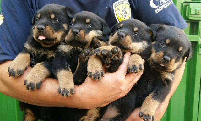 Cabeça De Touro Padrão Alemão Robusto E Imponentes Rottweiler Filhotes