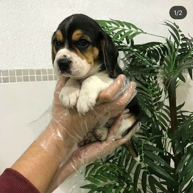 Beagle- fofuras- - Foto 2