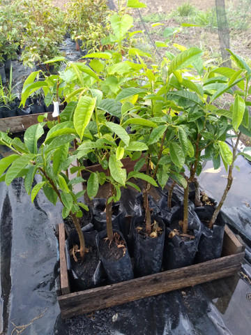 Mudas frutíferas - Foto 2