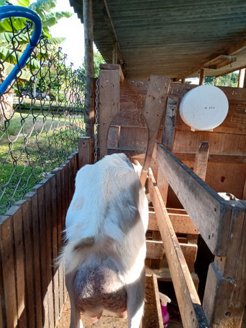 Cabra leiteira