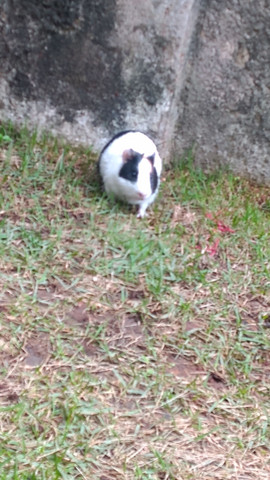 não entrego Estou doando Porquinho da india