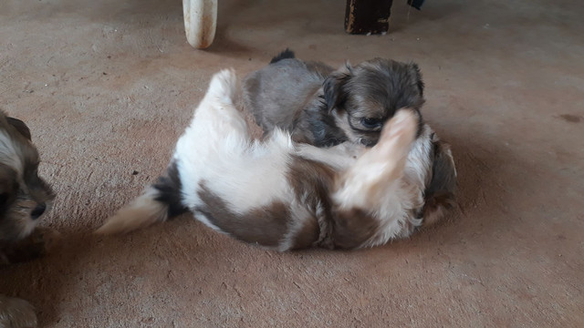 Shitzu - Foto 3