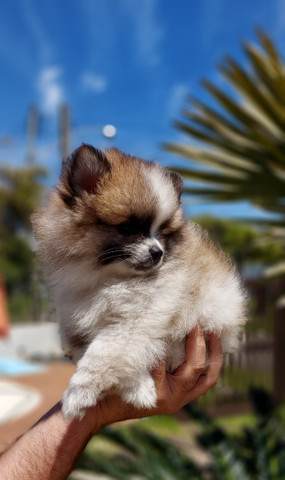 Lulu da pomerania - Foto 2