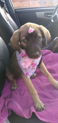 Lola, castrada - Foto 4