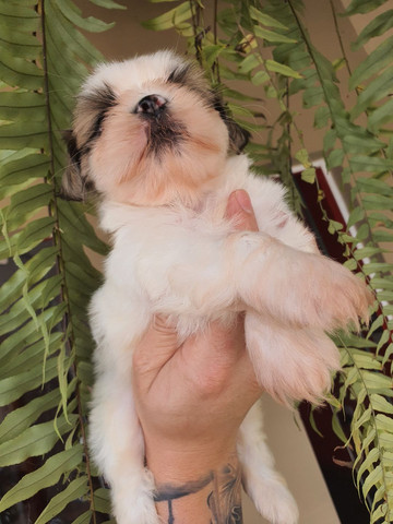 Filhotes de Shih-tzu padrão micro - Foto 6