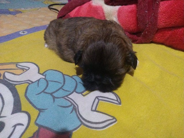 Vende-se cachorrinho shih- fêmea - Foto 3
