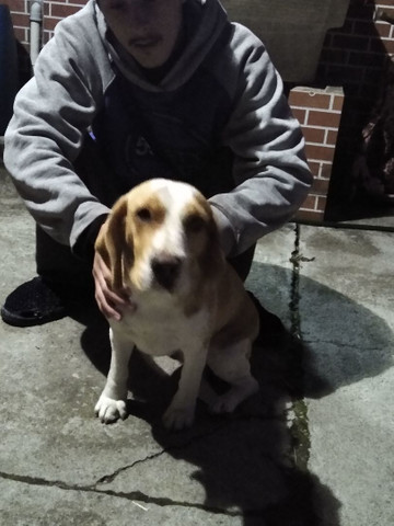Procuro Beagle macho puro para cruzar - Foto 2