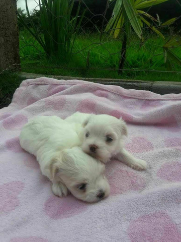 Filhote de maltes macho e fêmea micro Baby - Foto 2