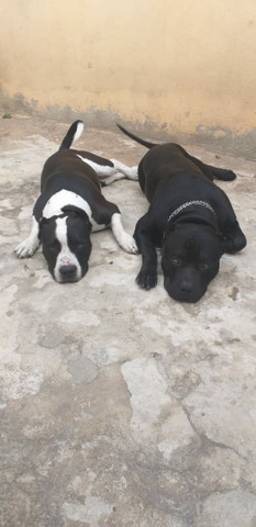 Pit bull monster lindos filhotes saudáveis e dóceis - Foto 6