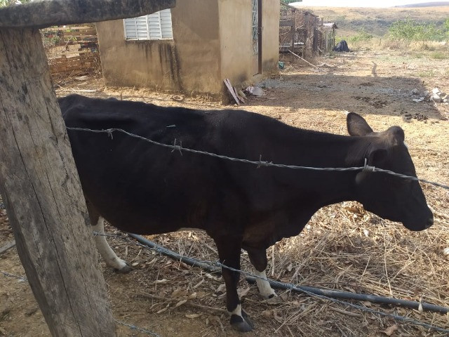 Vaca, novilha e bezerros - Foto 3