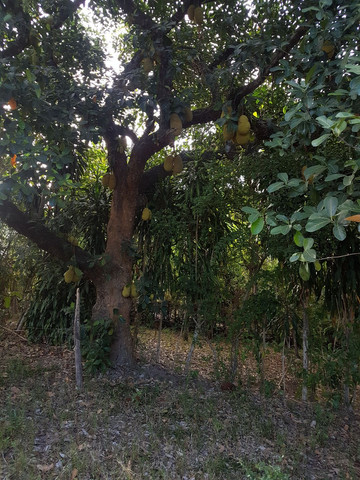 Vendo um terreno com duas casas - Foto 4