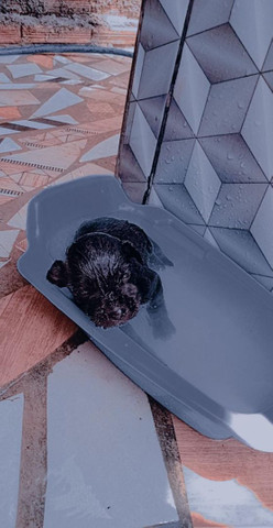 Cachorrinho - Foto 5