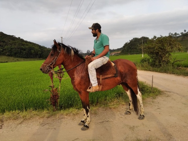 Cavalo para cavalgadas