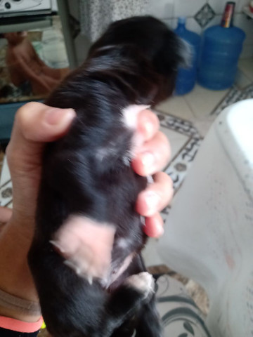 Cachorrinho