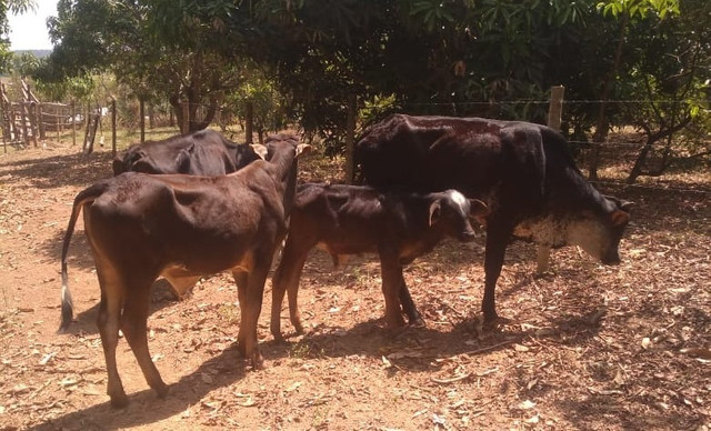 Vaca, novilha e bezerros - Foto 2