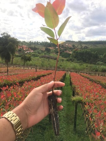 Eucalipto, sementes e mudas - Foto 2