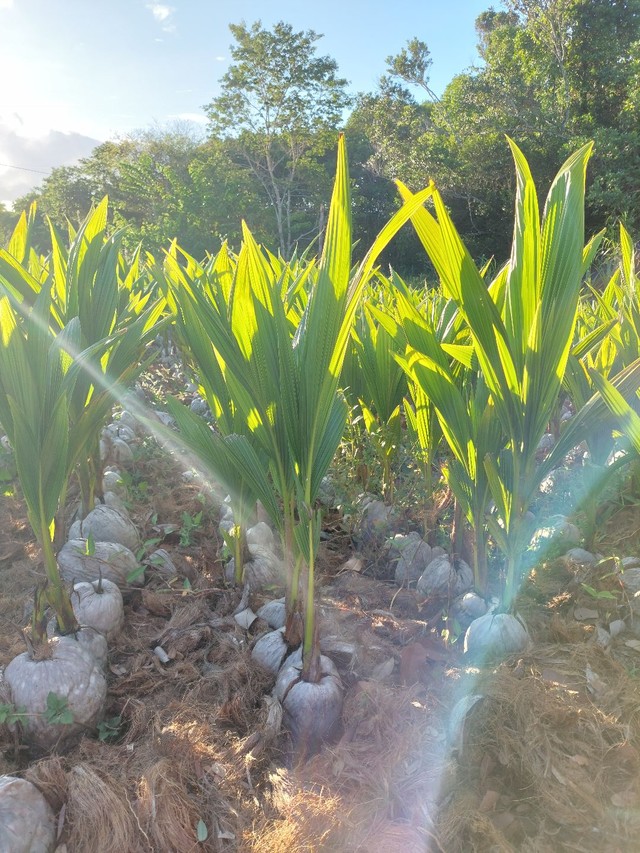 ? VENDA DE MUDAS DE COQUEIRO ANÃO - Origem: EMBRAPA-PE ? - Foto 3