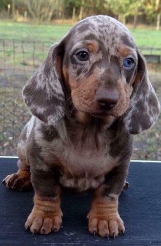 BASSET TECKEL COM PEDIGREE 