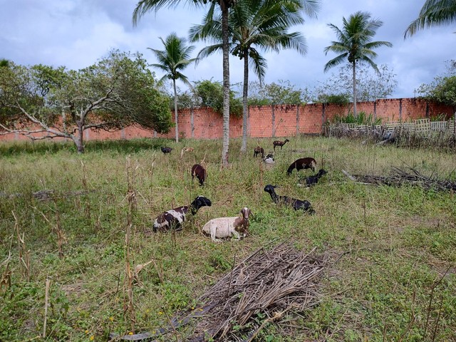 Vendo carneiro e ovelhas com filhotes e perto de pari