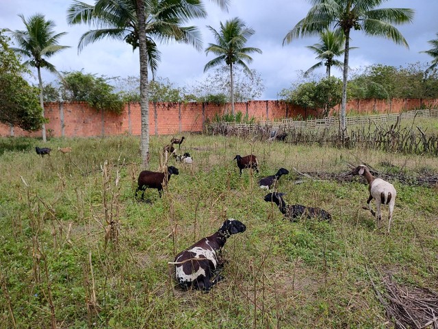 Vendo carneiro e ovelhas com filhotes e perto de pari