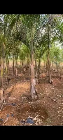 Palmeiras imperiais. - Foto 5