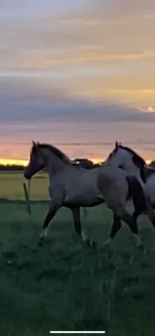 12 ideias de Cavalos e Aperos  cavalos, cavalo crioulo, crioulos