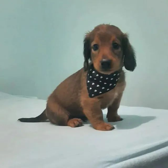 DOGUINHOS DACHSHUNDS - Foto 2