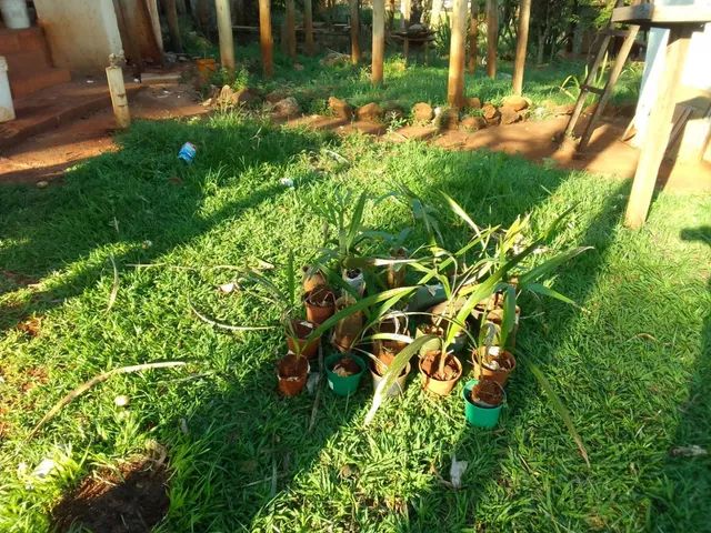 Mudas de planta - Foto 4