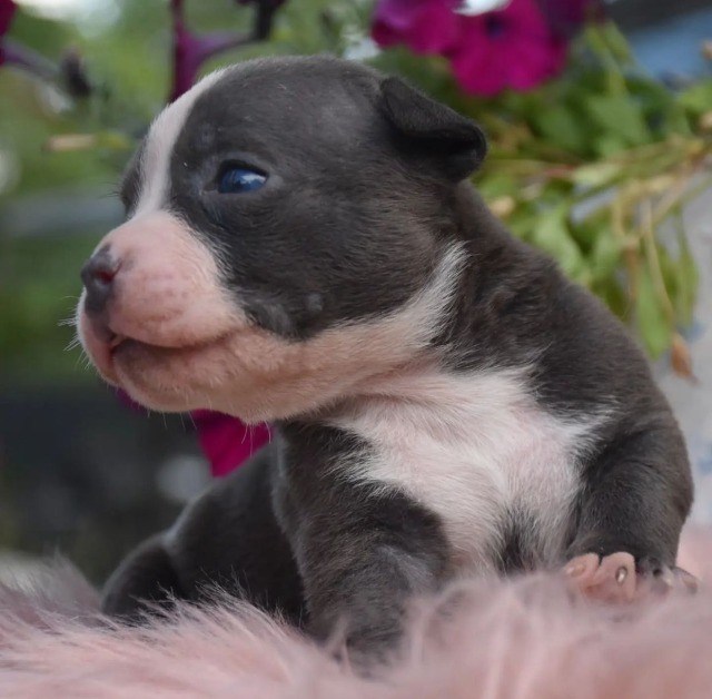 American Bully filhotes disponíveis.