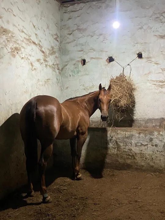 Égua QM Itabaiana - Foto 3