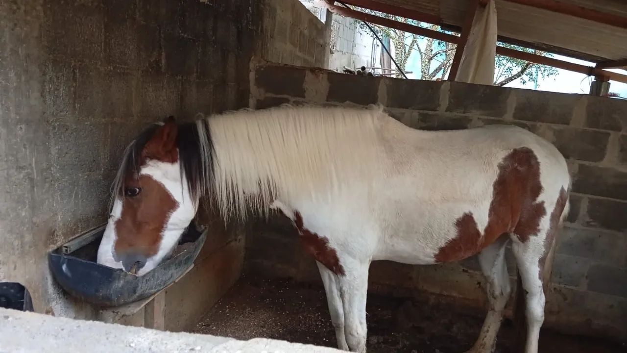 Vendo uma egua baia e um cavalo pampa castrado .... - Foto 2