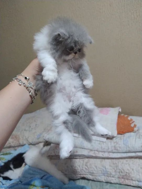 Gato persa  - Foto 3