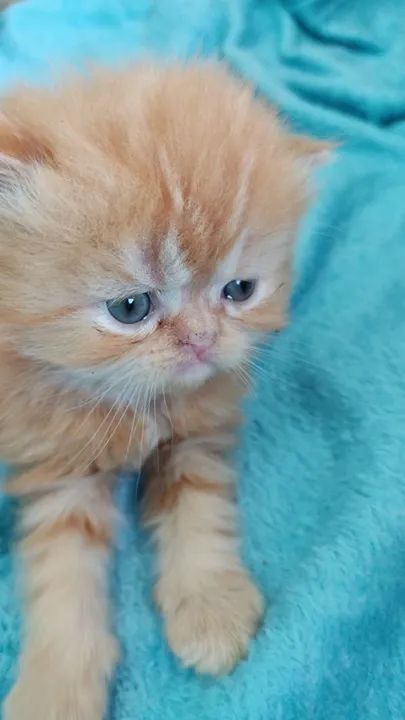 Persa lindinhos  - Foto 3