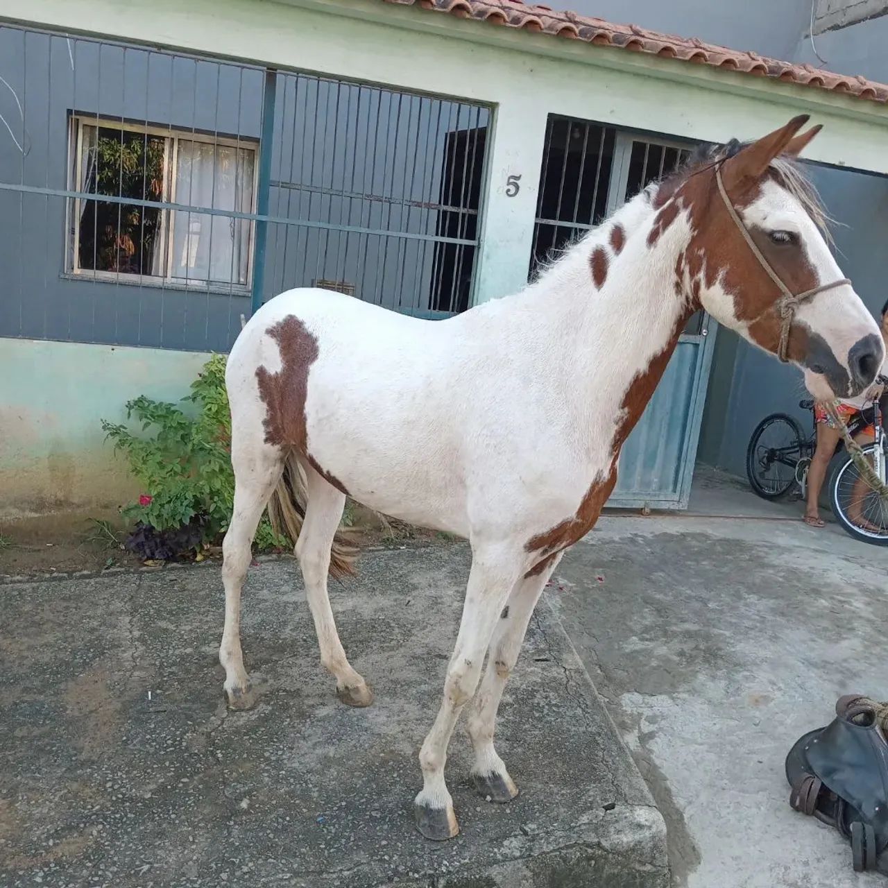 Vendo uma egua baia e um cavalo pampa castrado .... - Foto 3