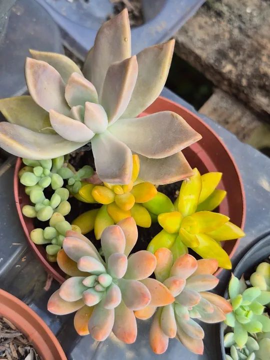 Mudas de suculentas  - Foto 5