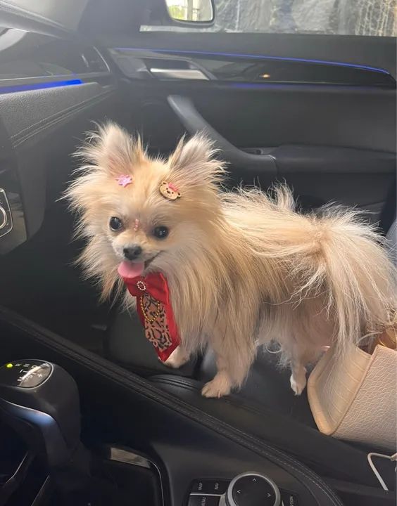 Lulu da Pomeranea anã Adulta - Foto 2