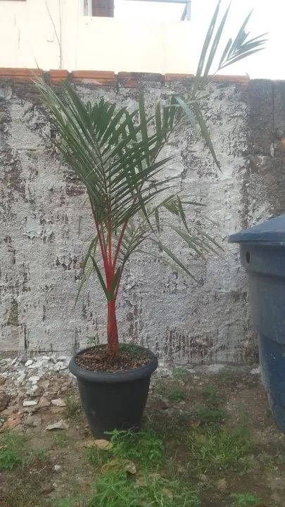 Palmeira Laca - Foto 3