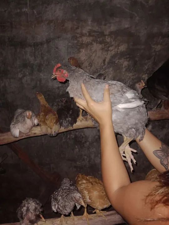 Frangos caipirão ( só macho)