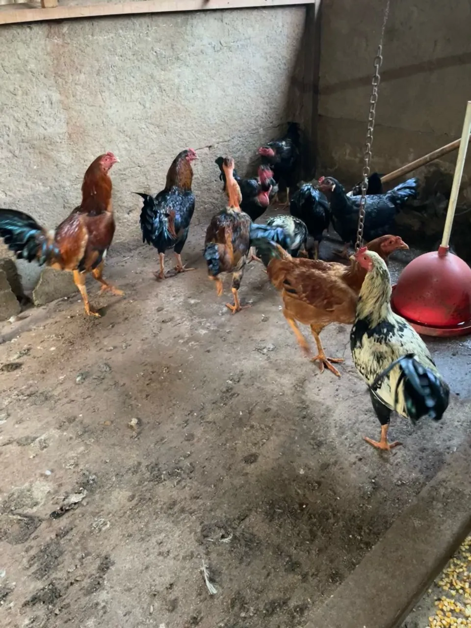 Frangos caipira