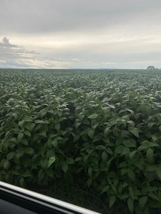 Sítio de 57 alqueiro envolta tudo cana