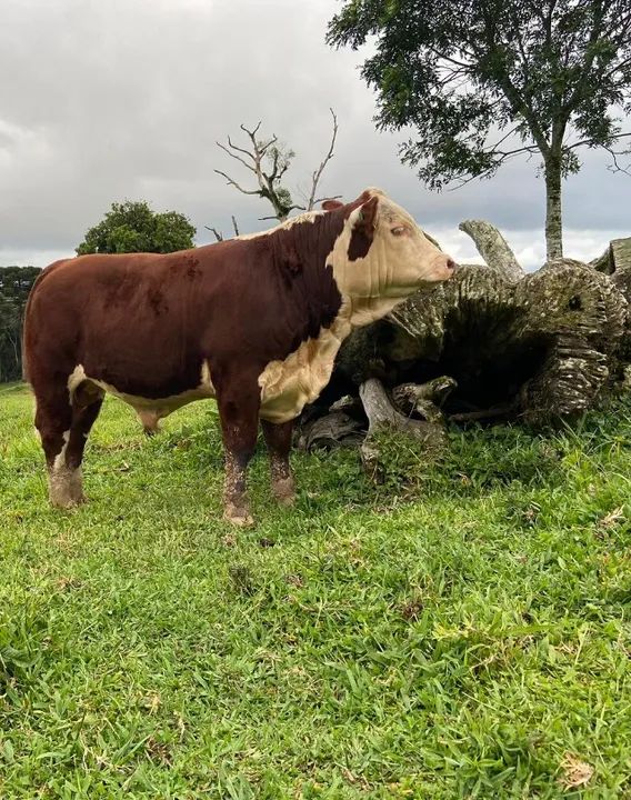 Touros Reprodutores Hereford e Braford. - Foto 3